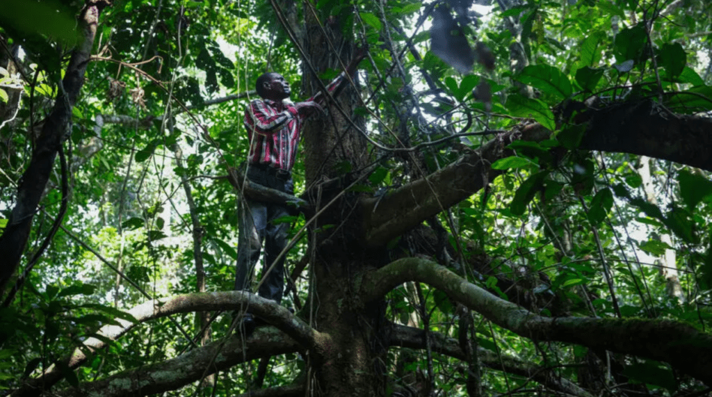 Article : N&rsquo;oubliez pas les tourbières de la RDC, elles sauvent des vies !